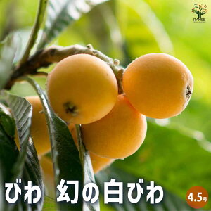 y}\N[|zzzr̕c ̔т ʎ̕c 4.5|bg 1 rc тc r̕c т̕c ȒP͔| K[fjO ƒ؉  [