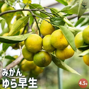 yz݂̕c 瑁 ʎ̕c 4.5|bg 1 ~Jc V{c[ LO HnA  [