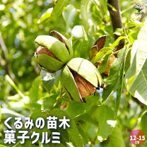 楽天市場】クルミ 信濃 苗木の通販 信濃クルミ３年以上1苗