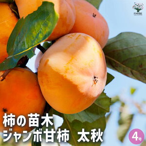 yz`̕c W{Ê` H ʎ̕c 4|bg 1 `c `̕c `̖ `̕c ̕c JL̕c ` ` K[fjO ƒ؉  [