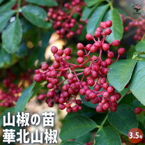 楽天市場】華北 山椒 苗の通販