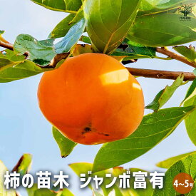【送料無料】柿の苗木 ジャンボ富有 ( 大玉富有 ) 果樹の苗木 4号 1個売り 柿苗 柿の苗 柿の木 柿の苗木 かきの苗 カキの苗 黒柿 黒実柿 ガーデニング 家庭菜園 送料無料 即納