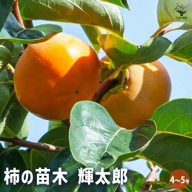 【送料無料】柿の苗木 輝太郎 果樹の苗木 4号 1個売り 柿苗 柿の苗 柿の木 柿の苗木 かきの苗 カキの苗 黒柿 黒実柿 ガーデニング 家庭菜園 送料無料 即納