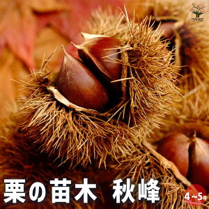 yzI̕c H ʎ̕c 4 1 Ic I̕c I̖ ̕c N̕c ̕c ui N } XC[c u aI Chestnut  [