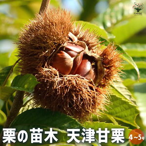 ySSԑSi10OFFzI̕c VÊÌI ʎ̕c 4 1 Ic I̕c I̖ ̕c N̕c ̕c ui N } XC[c u aI Chestnut  [