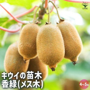 y}\ԁ|Cg5{zLEC̕c  ( X ) ʎ̕c 4 1 LECc LEC̕c LECc kiwi  K[fjO ƒ؉  [