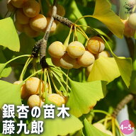 【送料無料】銀杏の苗木 藤九郎 果樹の苗木 4号 1個売り ぎんなん いちょう ギンナン イチョウ 公孫樹 こ…