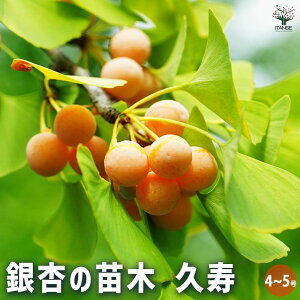 yzǂ̕c v ʎ̕c 4 1 Ȃ 傤 Mi C`E  񂶂 r C[`I [`I Maidenhair  [