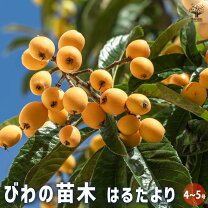 楽天市場】びわ 苗木 5年の通販