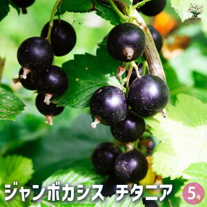 yzJVX̕c W{JVX `^jA ʎ̕c 5 1 JVXc JVX̕c XO bhJ[g c ̕c A Ԗ A  A LO 