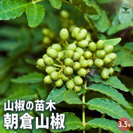 【ポイント2倍★マラソン期間】山椒の苗木 朝倉山椒 果樹の苗 3〜3.5号 山椒苗 さんしょう苗 さんしょ苗 サンショウ苗 サンショ苗 花山椒苗 花山椒苗木 花山椒の苗 果樹苗 果樹 果物 ハーブ 栽培 ガーデニング 家庭菜園 農園 送料無料 即納