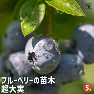 【送料無料】ブルーベリー 超大実 果樹の苗木 5号 1個売り 果樹 果樹苗 果樹の苗 フルーツ 果物 ベリー …