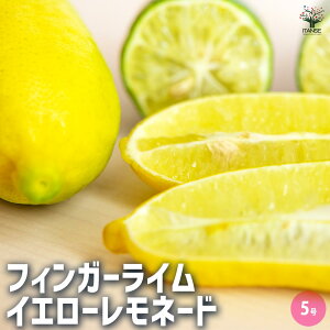 yztBK[C CG[l[h ʎ̕c 5 1 LrAC LrA C ʎc ʎ ʕ   [