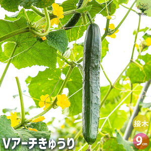 yzイ̕c VA[`イ ؂̕c ږؕc3 イc LEc ӉZc ؕc ƒ؉ n x_؉ t Ė K[fjO ƒ؉ L@͔| d 