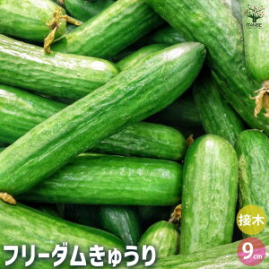 yzイ̕c t[_イ ؂̕c ږؕc3 イc LEc ӉZc ؕc ƒ؉ n x_؉ t Ė K[fjO ƒ؉ L@͔| 