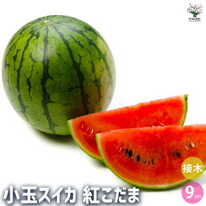 yzXCJ̕c gʃXCJ ؂̕c ږؕc3 ؕc  ʕ ʎc K[fjO ƒ؉ watermelon  XCJ ʎ E  N Citrullus lanatus Z Â 