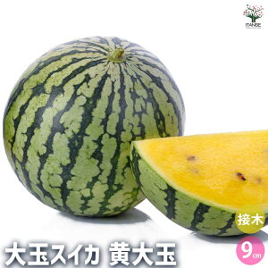 yzXCJ̕c ʃXCJ ؂̕c ږؕc3 ؕc  ʕ ʎc K[fjO ƒ؉ watermelon  XCJ ʎ E  N Citrullus lanatus Z Â 