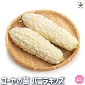 【送料無料】ゴーヤの苗 バニラキッズ 野菜の苗 3.5号 野菜苗 家庭菜園 ベランダ ゴーヤ苗 ゴーヤ ゴーヤー ごーや ごーやー ニガウリ ニガゴリ ニガゴーリ トーグリ 苦瓜 にがうり 送料無料 即納