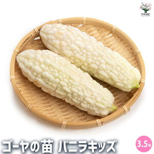 yzS[̕c ojLbY ؂̕c 3.5 ؕc ƒ؉ x_ S[c S[ S[[ [ [[ jKE jKS jKS[ g[O Z ɂ  