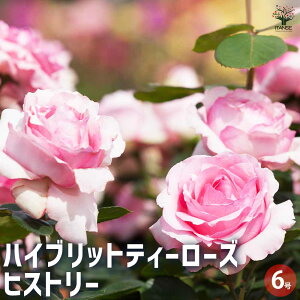 【送料無料】薔薇苗 ハイブリットティローズ ヒストリー 花木苗 接木苗6号 1個売り バラ苗 バラの苗 薔薇苗 薔薇の苗 花苗 花の苗 ばら ローズ Rosa 栽培 rosegarden 送料無料 即納