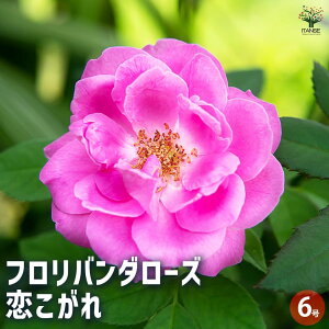 y}\N[|zzzKNc to_[Y  Ԗؕc ږؕc6 1 oc o̕c KNc KN̕c ԕc Ԃ̕c ΂ [Y Rosa ͔| rosegarden  [