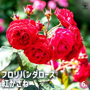 yzKNc to_[Y g Ԗؕc ږؕc6 1 oc o̕c KNc KN̕c ԕc Ԃ̕c ΂ [Y Rosa ͔| rosegarden  [