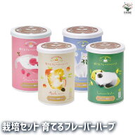 【マラソン★P5倍】栽培セット 育てるフレーバーハーブ かわいい猫デザインの栽培キット 簡単キット 栽培…