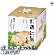【マラソン★P5倍】栽培セット 西洋マタタビ キャットニップ 1個売り 簡単キット 栽培キット お手軽ガー…