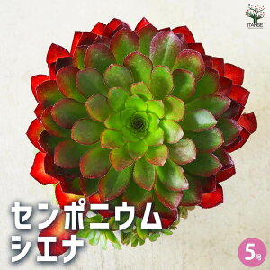 yzZ|jE VGi A 5 1    z Ϗܗp RpNg K[fjO  [