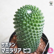 楽天市場】サボテン 3号の通販
