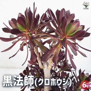 yzA @t ϗtA 6 1 A 񂹐A K[fjO rO ItBX  CeA?  [