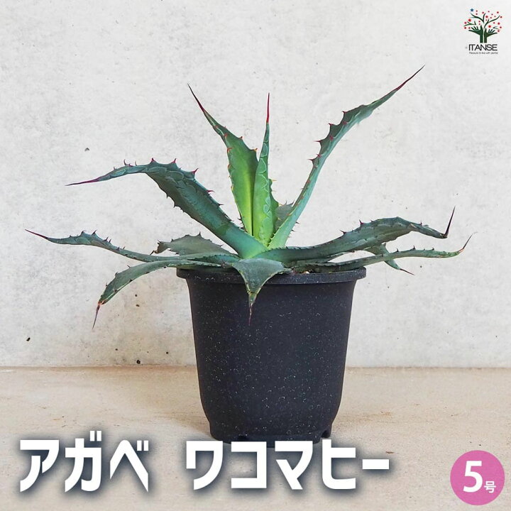 楽天市場】【マラソン期間P5倍】アガベ ワコマヒー 多肉植物 5号鉢 1