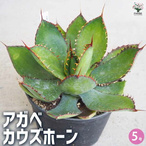 【送料無料】アガベ カウズホーン 多肉植物 5号鉢 1個売り リビング オフィス 事務所 インテリア 大型 おしゃれ オシャレ 育てやすい 御祝 お祝い 送料無料 即納