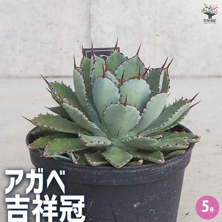 楽天市場】【マラソン☆P5倍】アガベ 吉祥冠 多肉植物 5号鉢 1個売り 