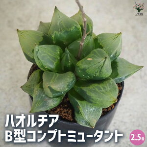 yznI`A (  ) B^Rvg~[^g A 2.5|bg A nI`A nIVA ϗtA  [