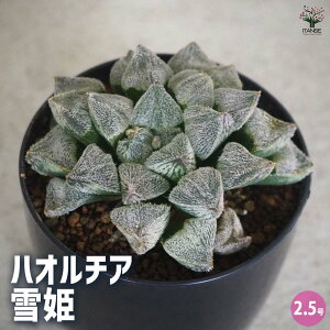 yznI`A (  ) P A 2.5|bg A nI`A nIVA ϗtA  [