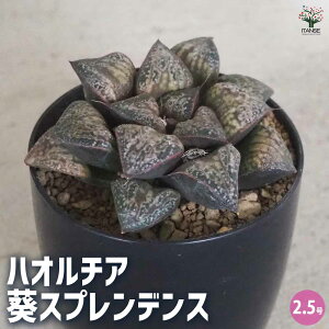 yznI`A (  ) XvfX A 2.5|bg A nI`A nIVA ϗtA  [