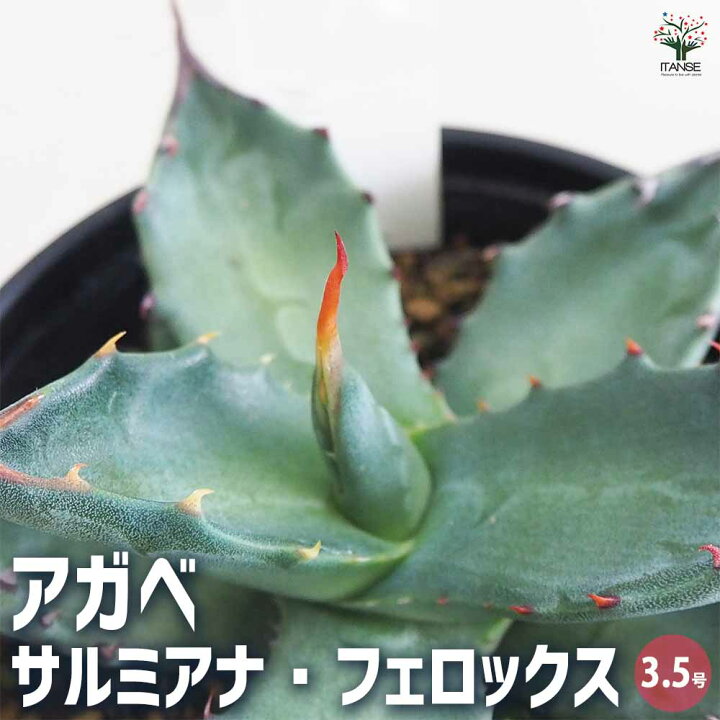 楽天市場】【SS期間☆P5倍】アガベ サルミアナ フェロックス 多肉植物 
