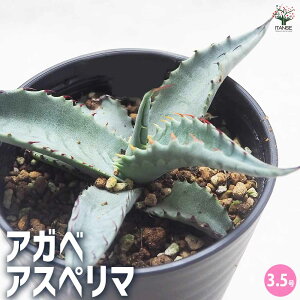 【送料無料】アガベ アスペリマ 多肉植物 3.5号 1個売り リビング オフィス 事務所 インテリア 大型 おしゃれ オシャレ 育てやすい 御祝 お祝い 送料無料 即納