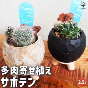 yz񂹐A T{e A 2.5 A 񂹐A K[fjO rO ItBX  CeA?  [