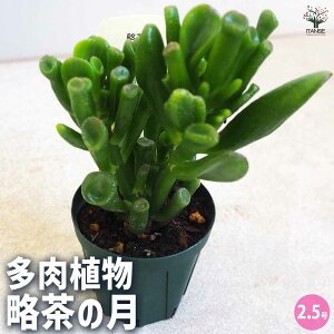 yzA ̌ A 2.5 1 A 񂹐A K[fjO rO ItBX  CeA?   [