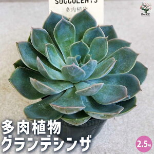 yzA OfVU A 2.5|bg 1 A 񂹐A K[fjO rO ItBX  CeA?   [