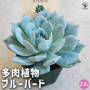 yzA GPxA u[o[h A 2.5 1 A 񂹐A K[fjO rO ItBX  CeA?   [