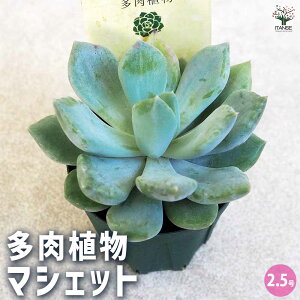 yzA }VFbg A 2.5 1 A 񂹐A K[fjO rO ItBX  CeA?   [