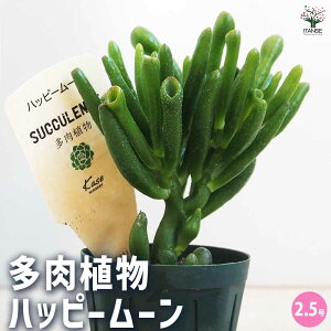 yzA nbs[[ A 2.5 1 A 񂹐A K[fjO rO ItBX  CeA?   [