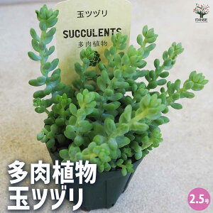 yzA ʃcd A 2.5 1 A 񂹐A K[fjO rO ItBX  CeA?   [