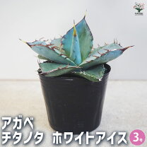 楽天市場】植物 アガベ チタノタの通販