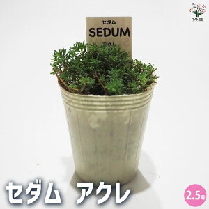 yzZ_ AN A 2.5 1  [