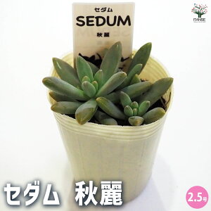 y}\N[|zzzZ_ H A 2.5 1  [