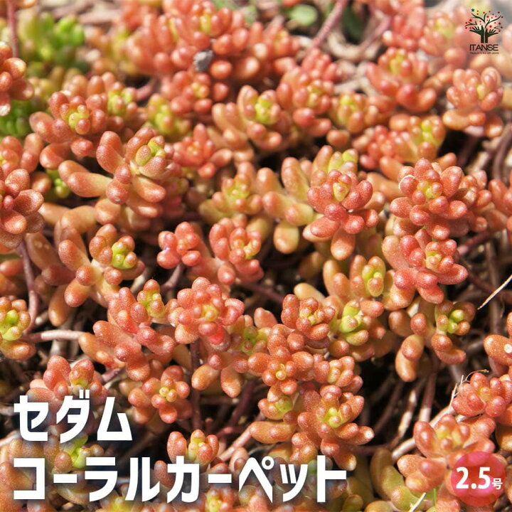 楽天市場】【マラソンP☆5倍】セダム コーラルカーペット 多肉植物 2.5 